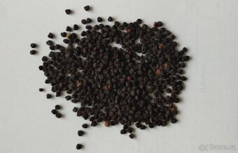 Durman obecný-Datura stramonium 400 semen 50 Kč - 4