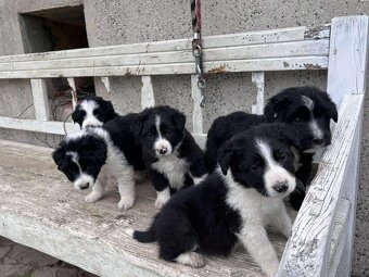 Border kolie - 4