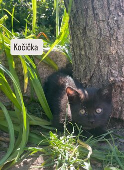 Koťata - 4