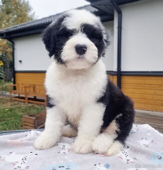 Staroanglický ovčák bobtail - 2 kluci k dispozici - 4