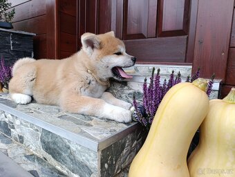 Akita Inu štěňátko - 4