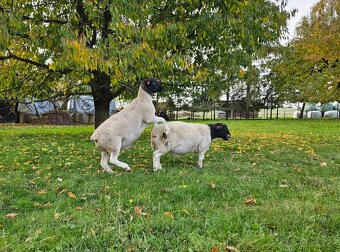 Plemenný beran dorper - 4