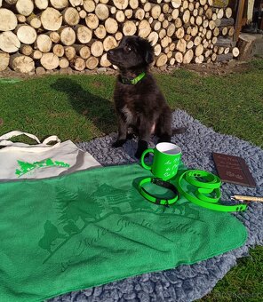 Pyrenejský ovčák FACE RASE s PP - 4