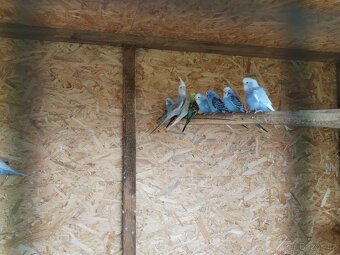 Korely, andulky, zebřičky - 4