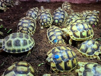 Suchozemská želva Zelenavá a Vroubená - 4