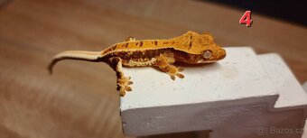 Pagekon řasnatý - 4