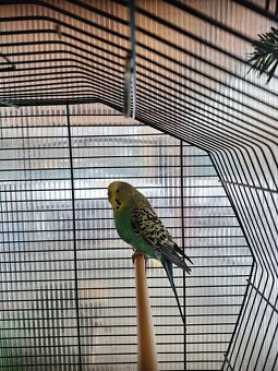 Andulka i s klecí - 4