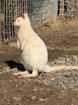 Klokan Bennettův - 4