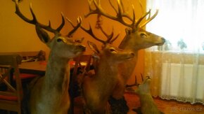 Trofej jelena.Paroží - 4