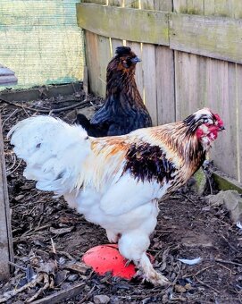 Kohout 🐓 - daruji - 4