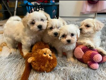 Maltézský psík - maltézáček - 4