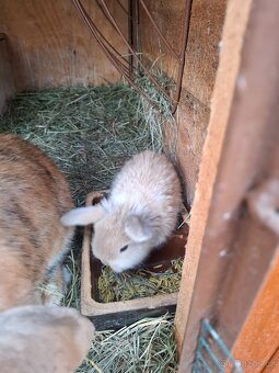 Zakrsli beránek - 4