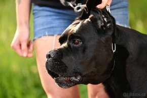 Cane Corso - 4