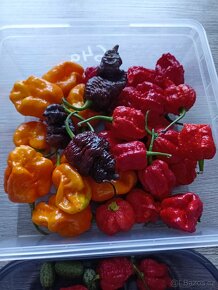 Domácí chilli omáčky - 4