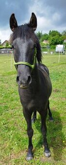 Lusitano x Welsh pony B - 4
