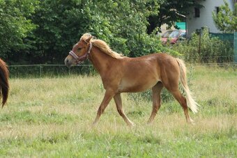 Hříbě sportovní pony - 4