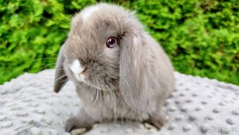 Zakrslý beránek, králíček, králík - ŇUFÍK - 4