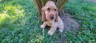 Anglický kokršpaněl - 4