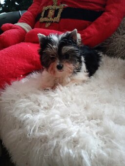 Jorkšír biewer bez pp malého vzrůstu - 4