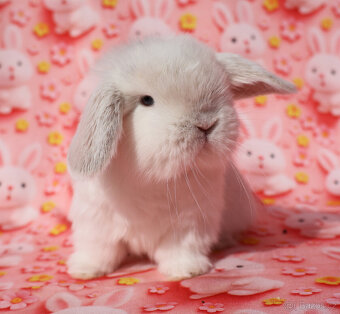 NHD zakrslí beránci samečci - 4