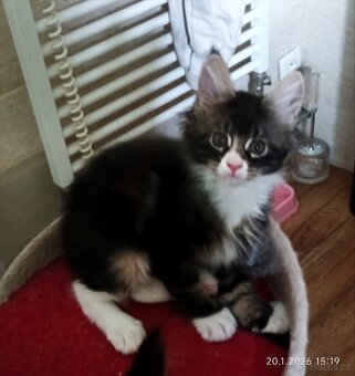 Mainská mývalí bez PP - 4