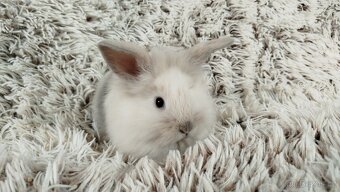 Zakrslý králík, králíček, králík - (lvíček)-VIKY - 4