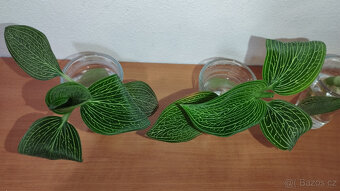 Ludisia Discolor Alba ( jewel orchid ) - 4