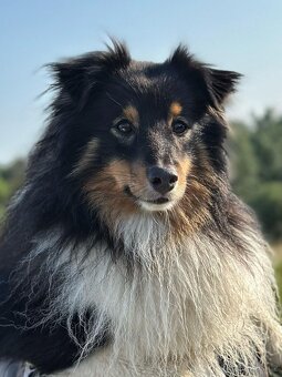 Sheltie Pes s PP - nabídka krytí - 4