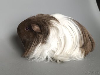 Šeltie - dlouhosrsté morče - 4