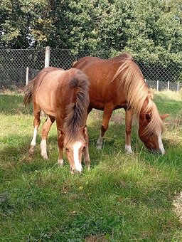Nabízíme letošní pony klisničku - 4