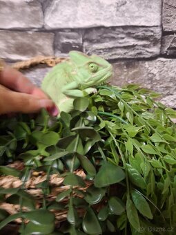 Chameleon jemenský - 4