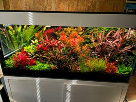 Akvarijní rostlinky z prostřihu - 4