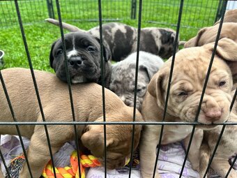 American Bully xl/xxl - 4