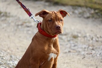 APBT ,americký pitbullterier, pittbul , pittbull teriér s PP - 4