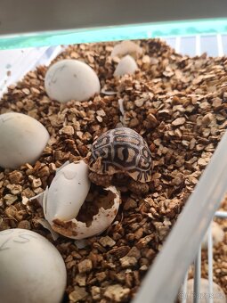 Želva pardálí - Stigmochelys pardalis - 4