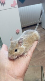 Samečci 2,5 měsíce Osmák Degu - 4