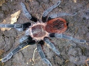Sklípkani Brachypelma, Tliltocatl - 4