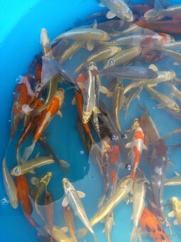 KOI KAPR. - 4
