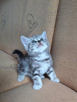 Britská koťata. Barva "Whiskas" - 4