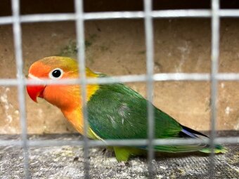 Agapornis fischeri - 4