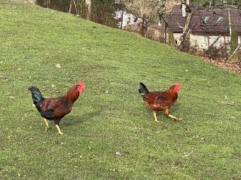 Kohout, kohouti Dvořákovy mix 10ks vysezeni slepicemi - 4