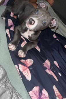 Stafordširsky bulteriér - 4