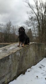 Pes hovawart ke krytí - 4