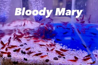 Neocaridina Krevety - 4