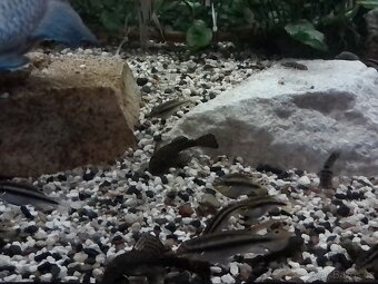 Cichlidy k prodeji - 4