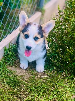 Welsh corgi pembroke s PP (FCI) - 4