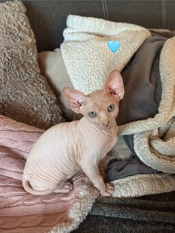 Koťata sphynx - 4