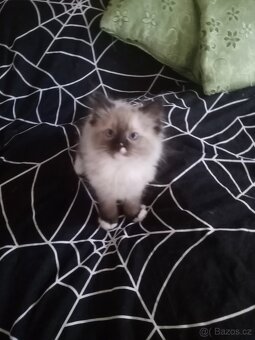 Koťata Ragdoll bez pp - 4