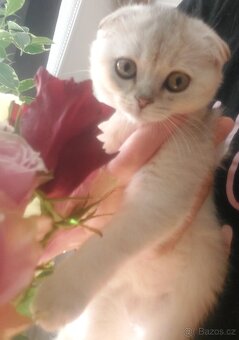 Skotské koťata bez PP - 4