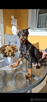 Doberman šteniatka s PP.. - 4